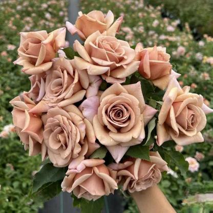 🌸 Рядки семена на катерлива роза Rosa Eden — лесни за отглеждане, ароматни, многогодишни цветове