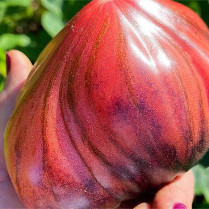 CRUSHED HEART Tomato - Organic Heirloom Seeds