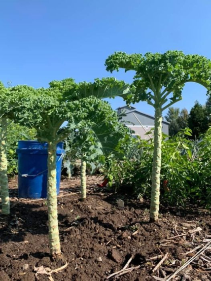 Kale Tree-King Of Vegetables