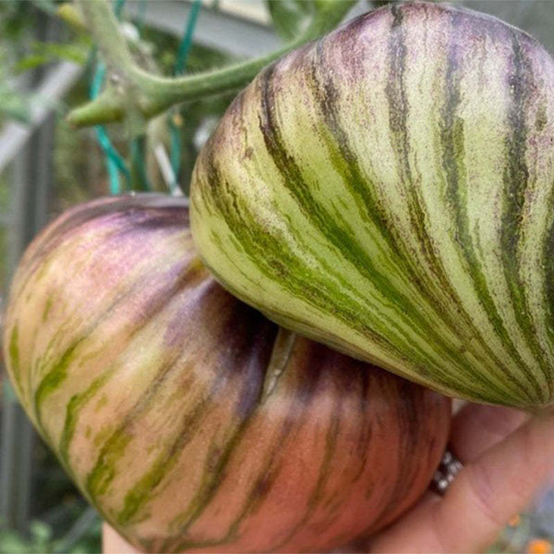 CRUSHED HEART Tomato - Organic Heirloom Seeds