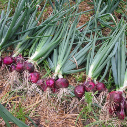 Purple Fruit Onion Vegetable Seeds