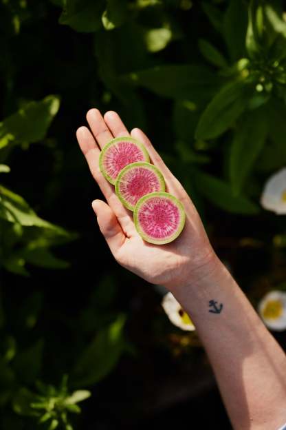 🥕Radish Watermelon Vegetable