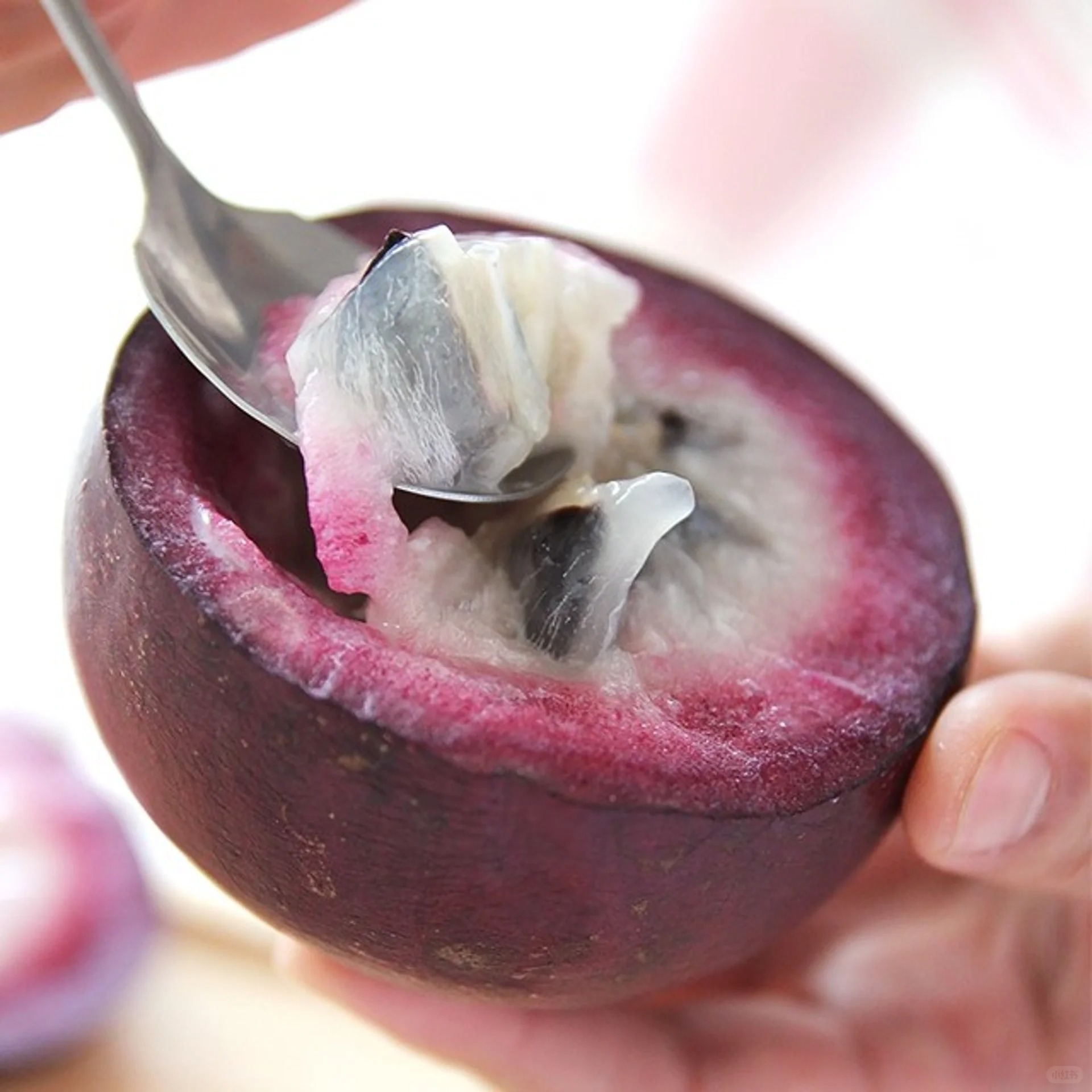 Nasiona owocu mlecznego – Star Apple – Chrysophyllum cainito