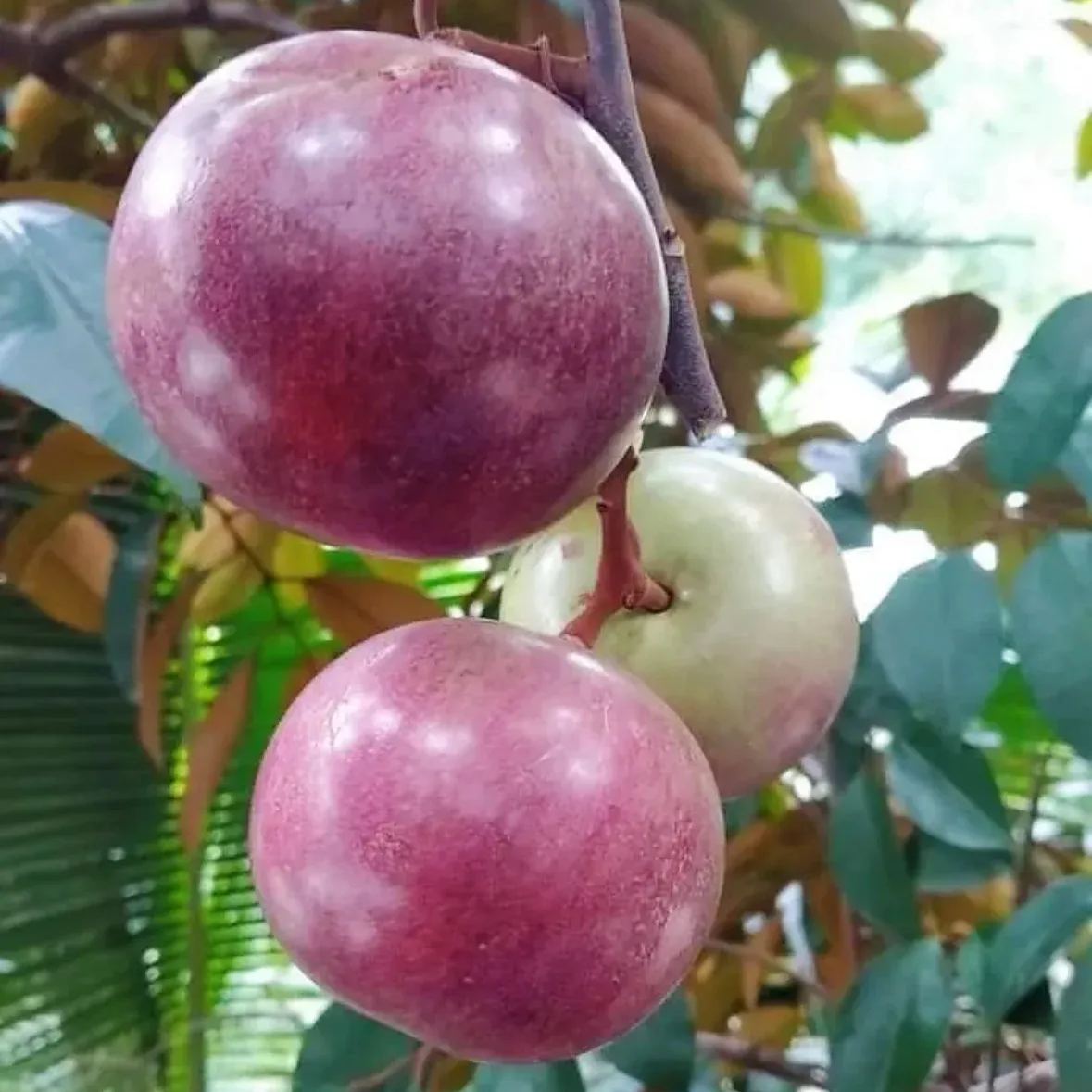 Nasiona owocu mlecznego – Star Apple – Chrysophyllum cainito
