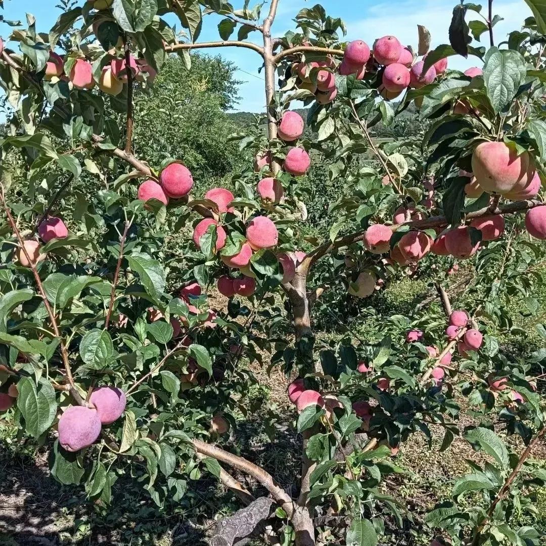 Nasiona owocu mlecznego – Star Apple – Chrysophyllum cainito