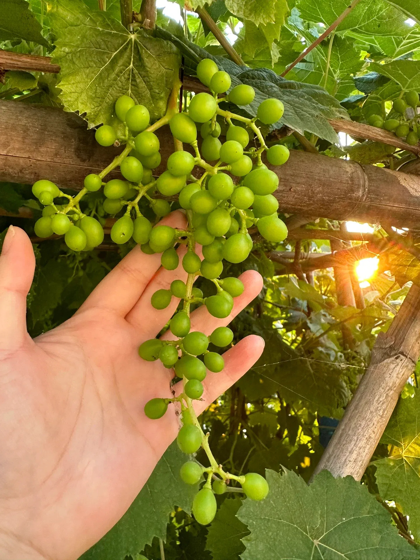 Nasiona drzewa Shine Muscat – Sunshine Rose Grape (🪴 Można uprawiać w doniczce)