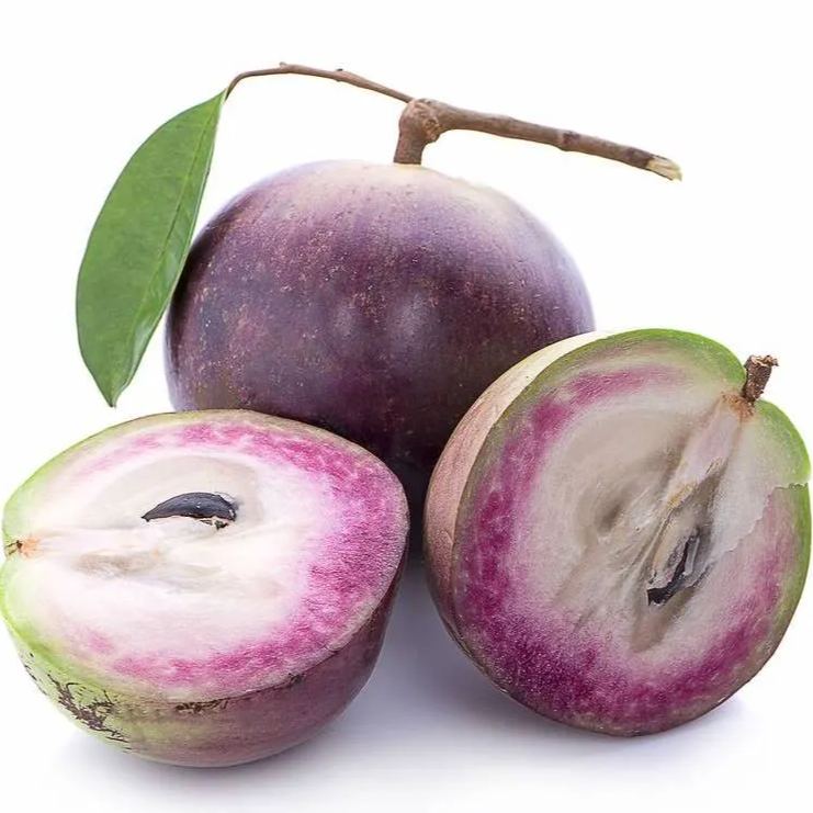 Nasiona owocu mlecznego – Star Apple – Chrysophyllum cainito