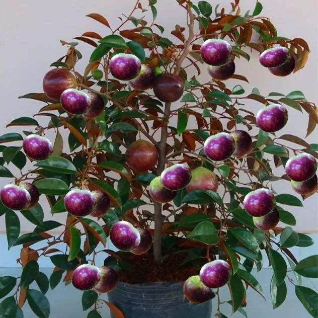 Nasiona owocu mlecznego – Star Apple – Chrysophyllum cainito