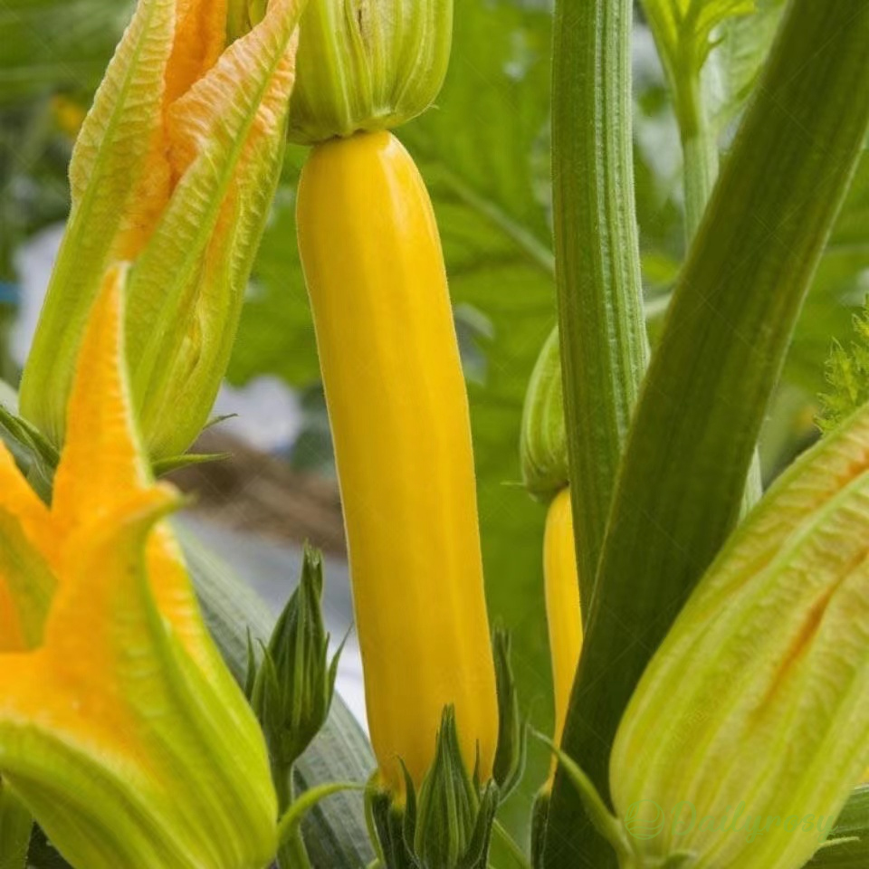 Cukinia bananowa – Złota cukinia 🌿 Można uprawiać przez cały rok