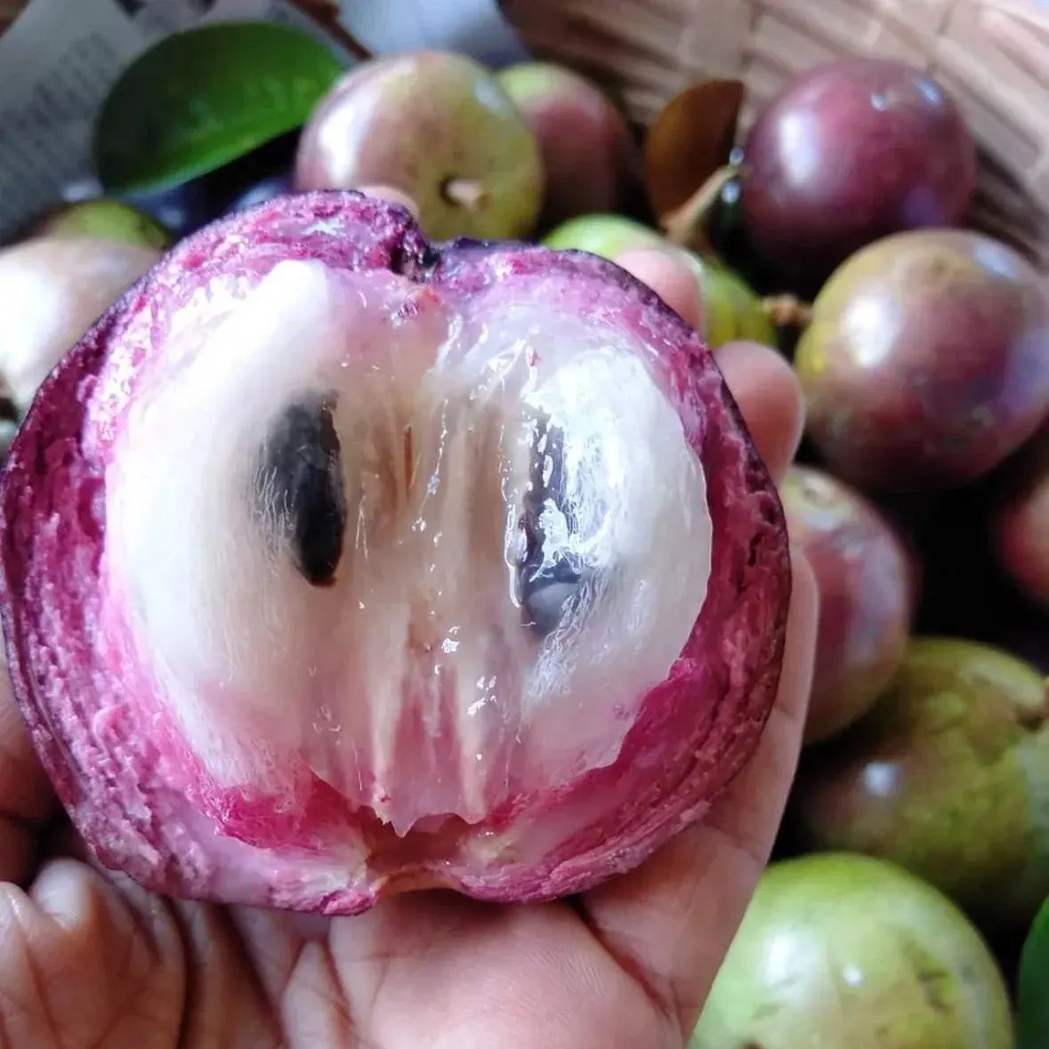 Nasiona owocu mlecznego – Star Apple – Chrysophyllum cainito