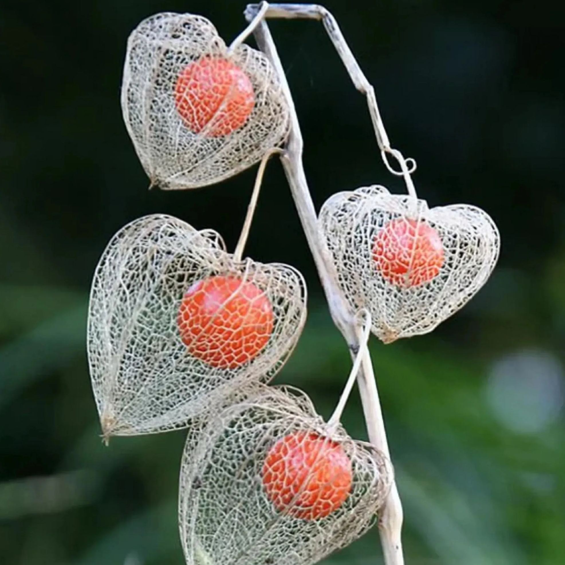 🎉50% TANIEJ 💥🔥 Nasiona wiśni lampionowej 🍓🍒 Zimowa miechunka – miechunka truskawkowa