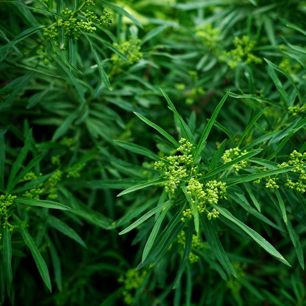 Tarragon Herb Seeds – 1 lb. lbs Seeds