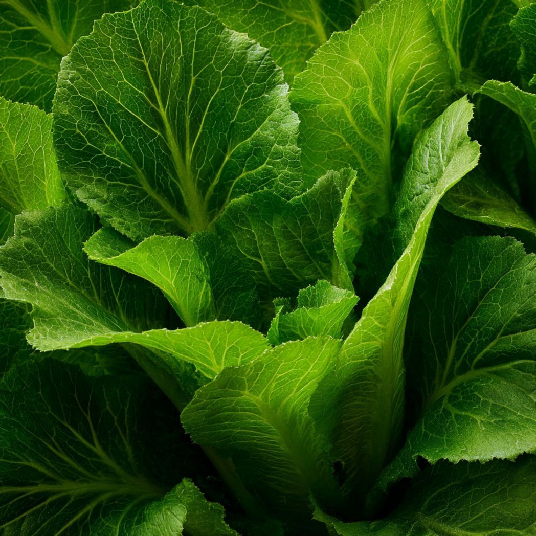Romaine Lettuce Seeds – Green (600 Seeds)