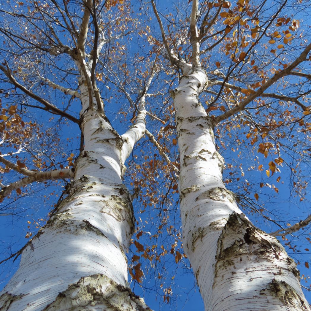 Paper Birch Tree Seeds – White Bark (100 Seeds)