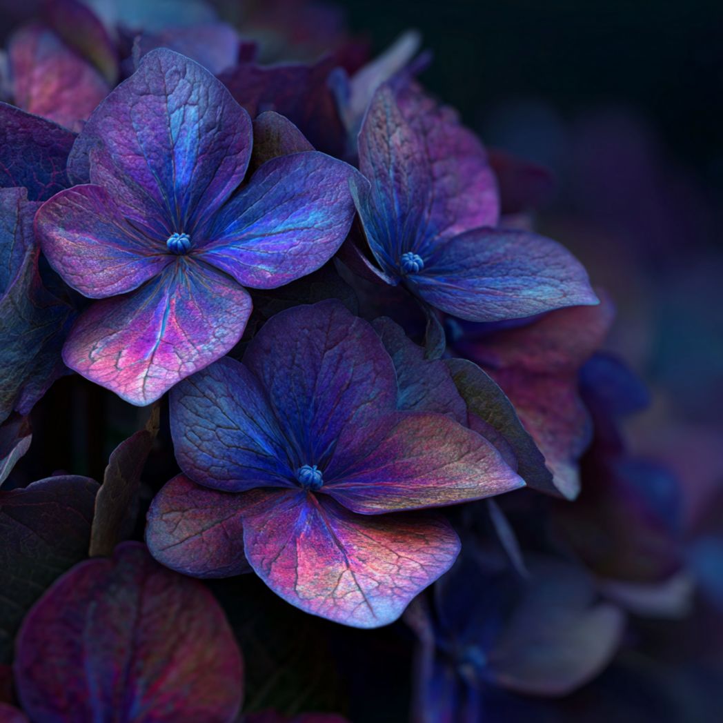 Hydrangea Seeds – Blue-Purple Mophead (5 Seeds)