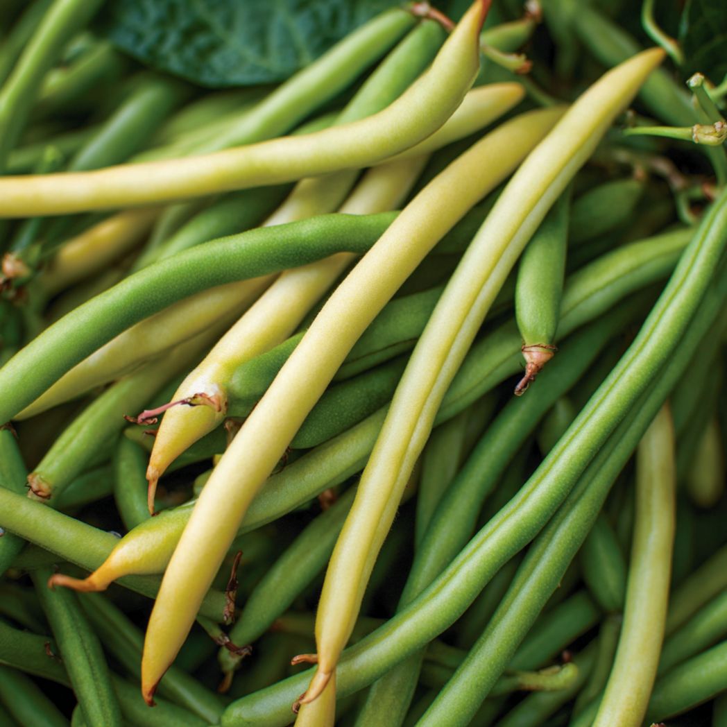 Bush Bean Seed Mix (Green & Yellow) — 30 Seeds