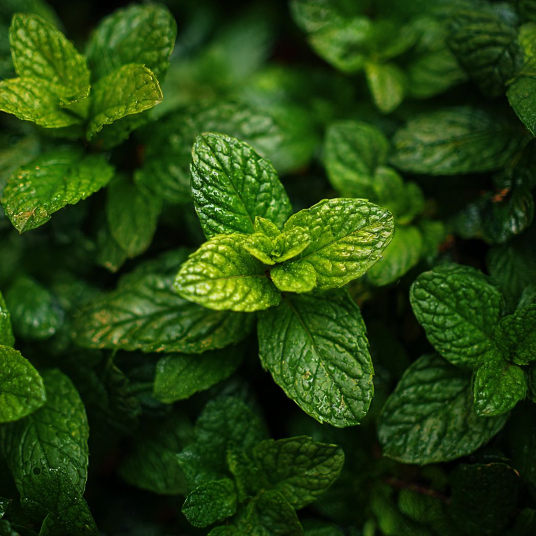 Spearmint (Mint) Seeds — Green — 25 Seeds