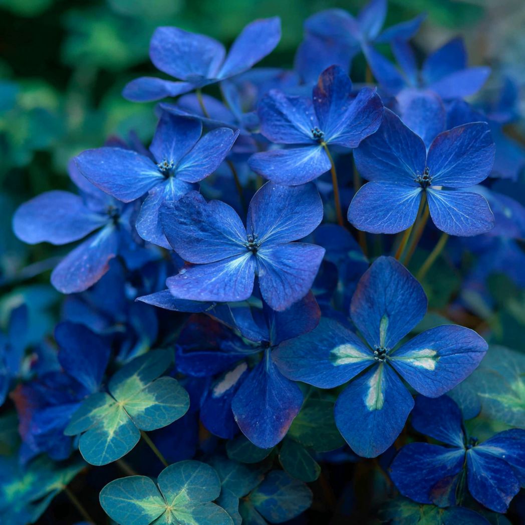 Hydrangea Seeds — Blue — 100 Seeds