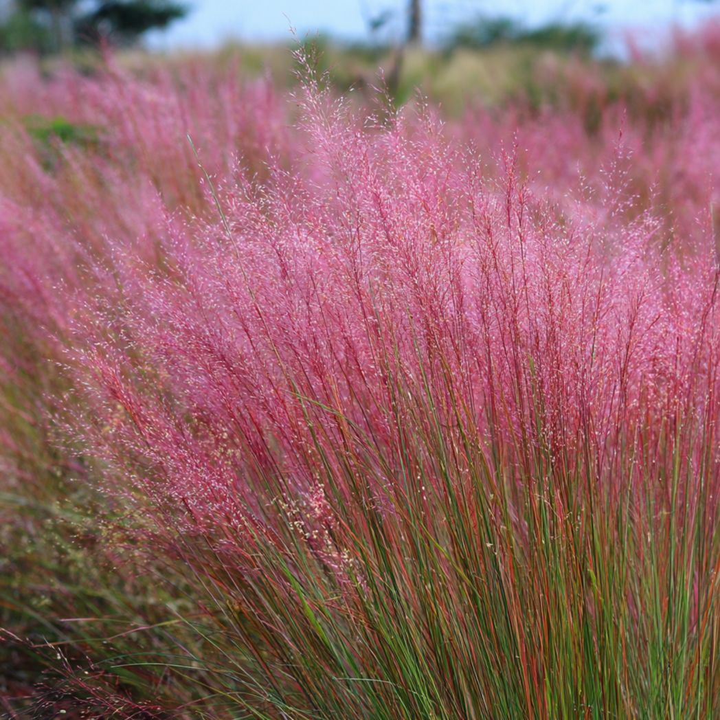 Pink Muhly Grass Seeds (Muhlenbergia capillaris) – Pink – 40 Seeds