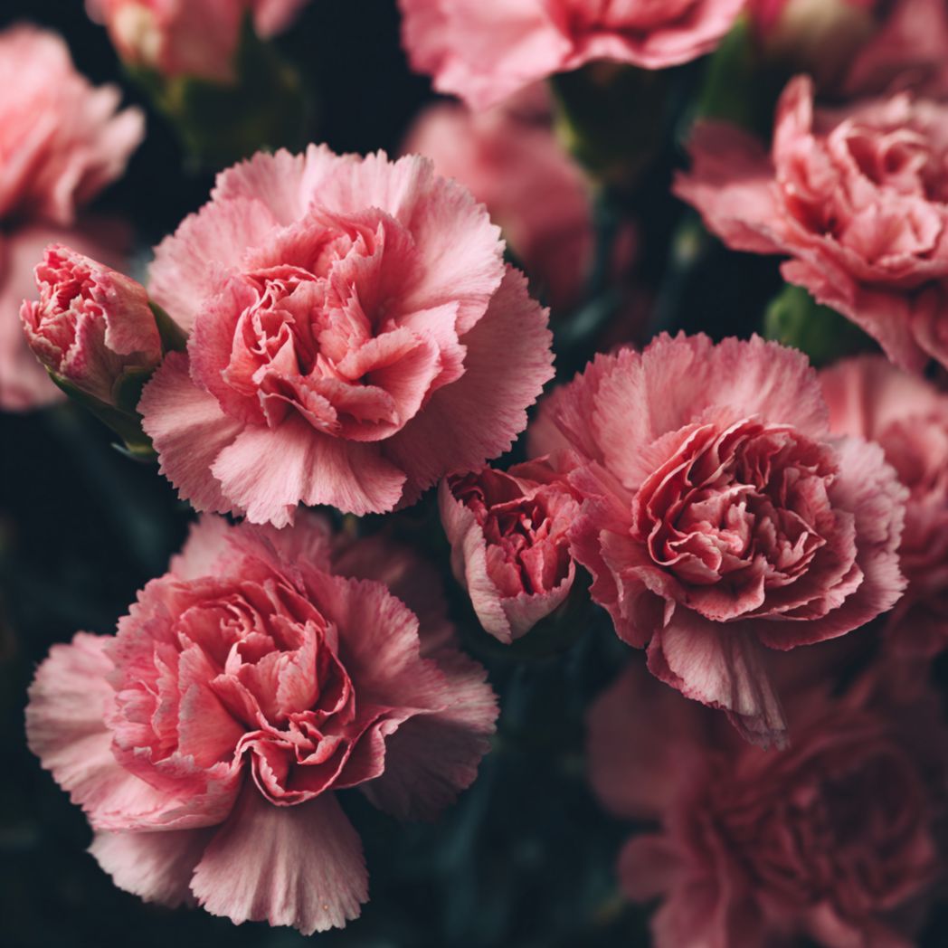 Pink Carnation Seeds (Dianthus caryophyllus) – Pink – 50 Seeds