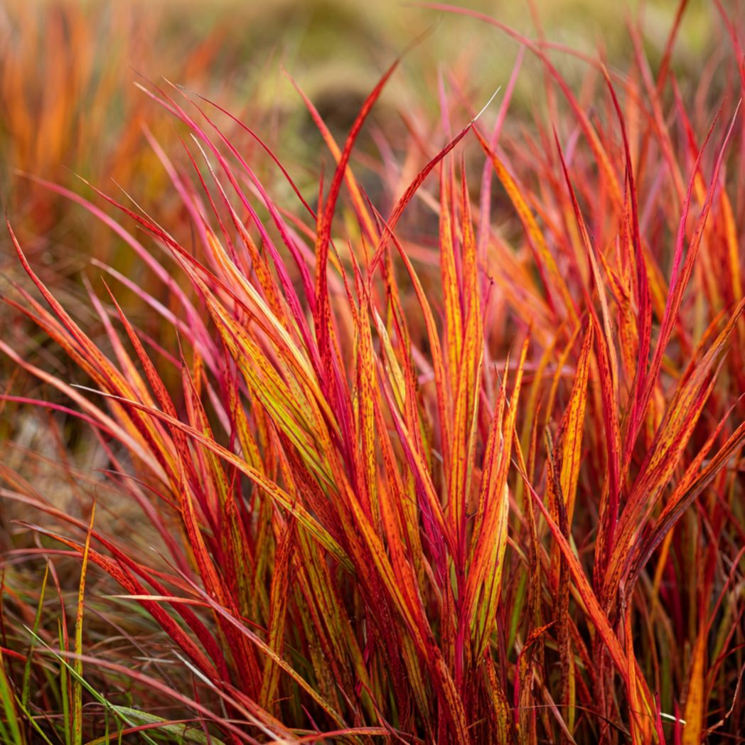 Japanese Blood Grass Seeds – Red-Orange 250 Seeds
