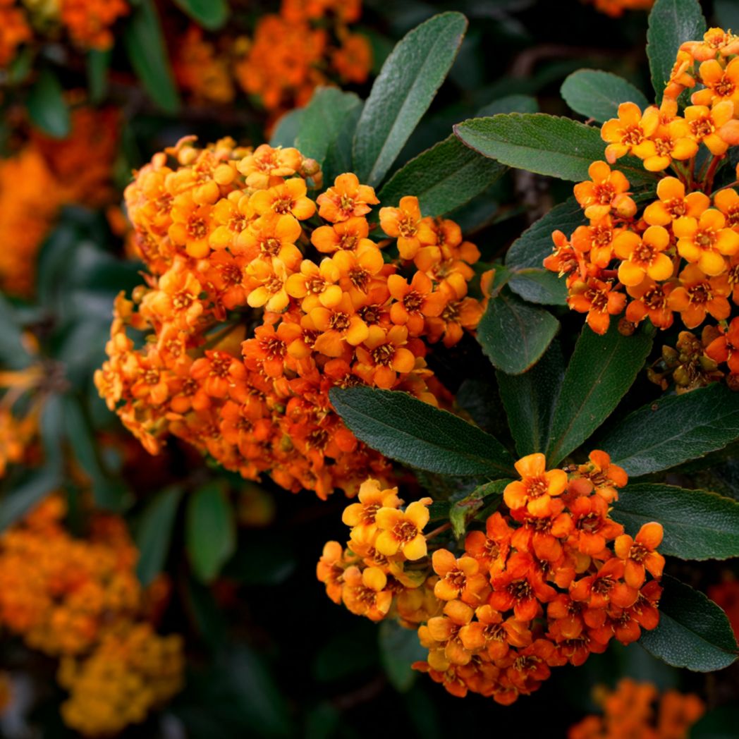 Orange Cluster Flower Seeds – Garden Annual 200 Seeds