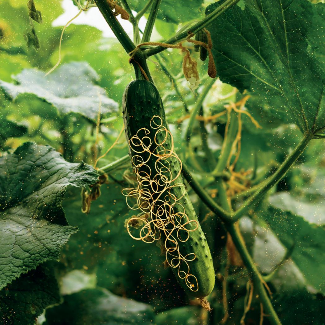 Cucumber Seeds – Green 10 Seeds