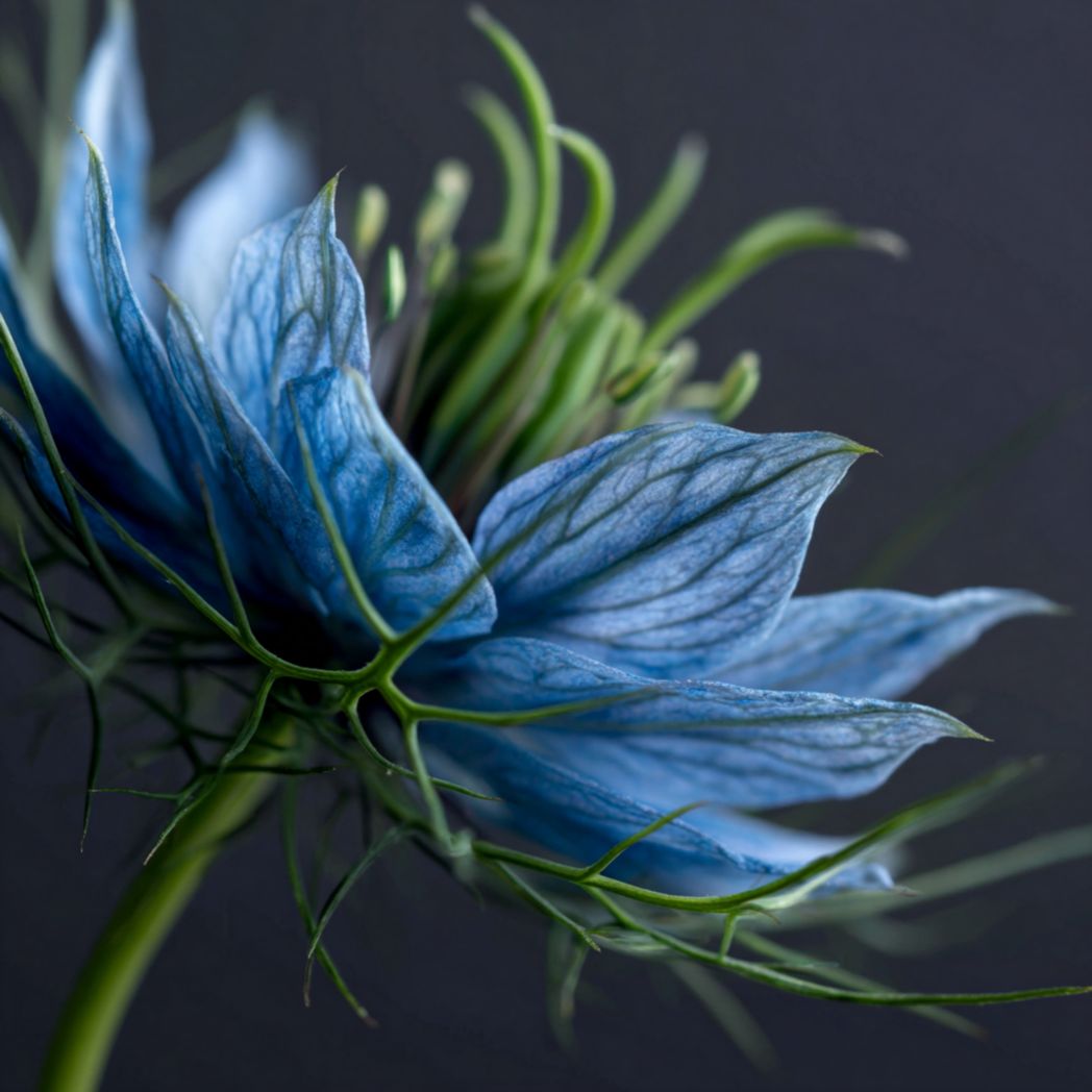Blue Love-in-a-Mist (Nigella) Flower Seeds – 25 Seeds