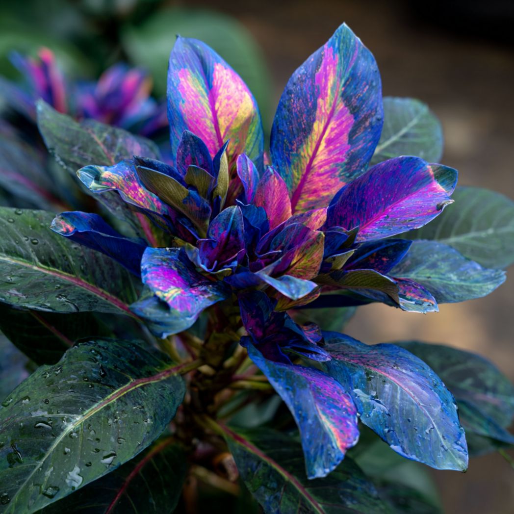 Coleus Foliage Mix Seeds – Mixed Colors, 100 Seeds