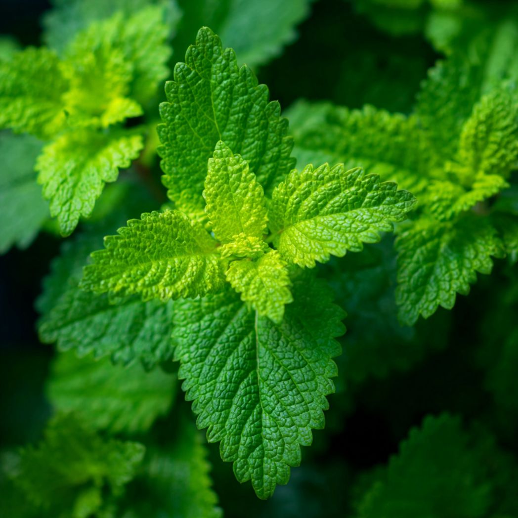Lemon Balm Herb Seeds – Green, 500 Seeds