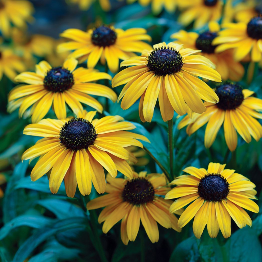 Black-Eyed Susan (Rudbeckia) Flower Seeds – Yellow, 200 Seeds