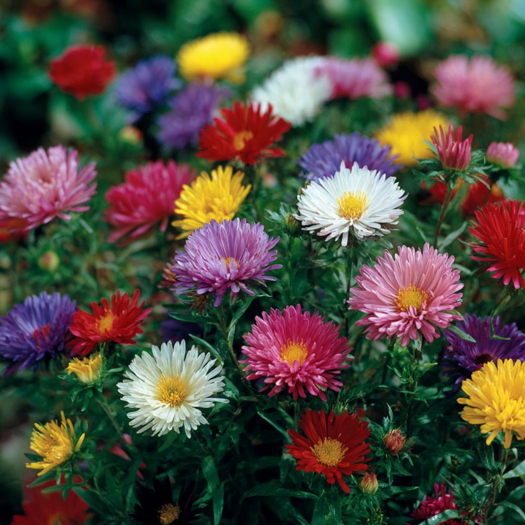 Aster (Aster) Flower Seeds – Mixed Colors, 50 Seeds