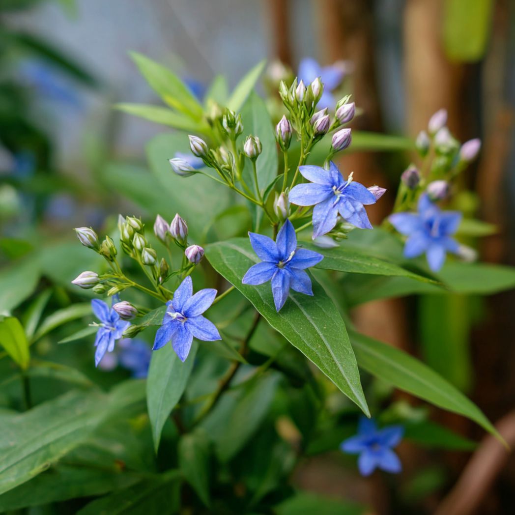 Blue Star Flower Seeds – Blue, 50 Seeds