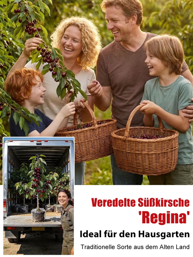 【Keine Früchte❓ 100% Geld zurück❗】4J XXL Regina Süßkirschbaum | Kräftige 2-jährige Setzlinge | Ernte bereits im ersten Jahr | Ideal für Balkon und Garten | Winterhart bis -20°C 🍒