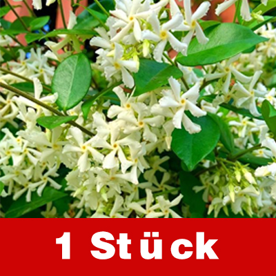 Duftender, ganzjährig blühender, winterharter Windrad-Jasmin