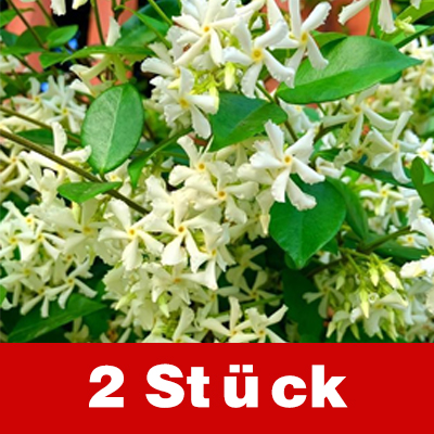 Duftender, ganzjährig blühender, winterharter Windrad-Jasmin