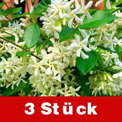 Duftender, ganzjährig blühender, winterharter Windrad-Jasmin