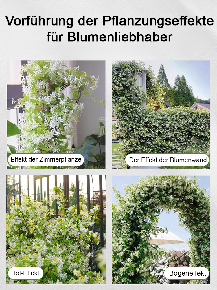 Duftender, ganzjährig blühender, winterharter Windrad-Jasmin