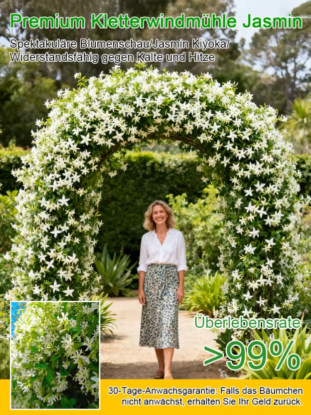 Duftender, ganzjährig blühender, winterharter Windrad-Jasmin