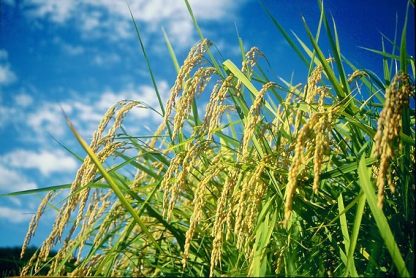 【新規リンク】【コシヒカリブレンド米】 R7年産 食感 ほどよい粘り 粒立ち 艶やか 軽やかな後味 冷めても美味しい お弁当 寿司 丼物 チャーハン