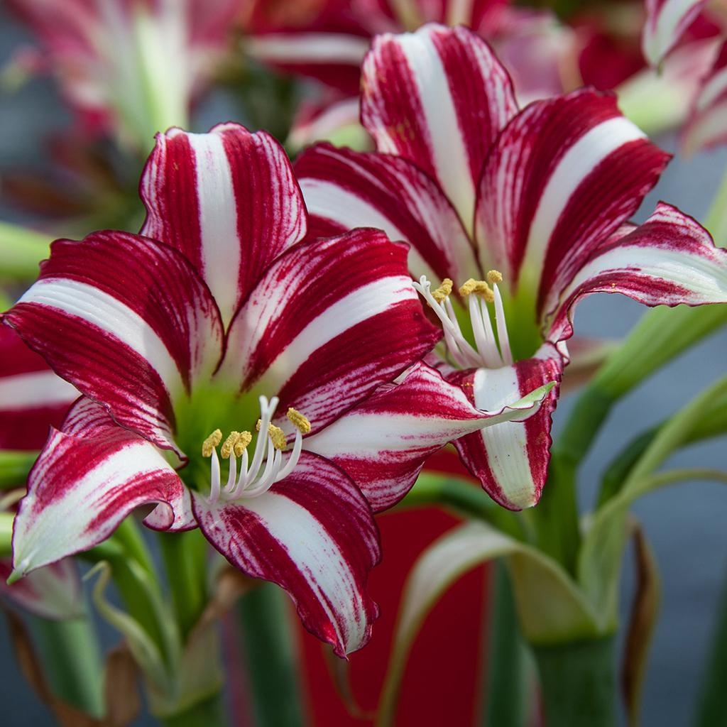 🌸Rainbow  Rare Color Lily Bulbs– Blooms of Elegance and Grace 🌸