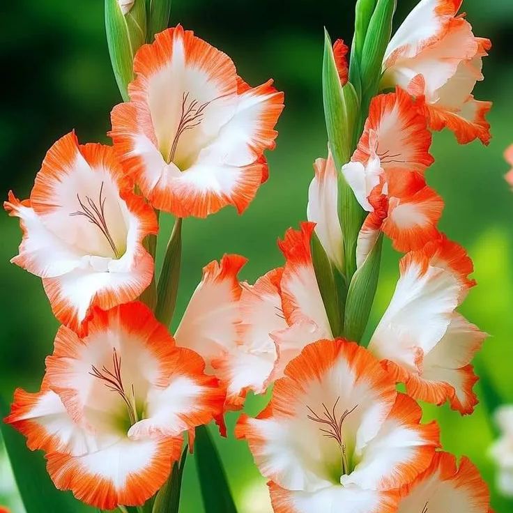 🌈✨ Rare Gladiolus Bulbs — Tall, Colorful, and Hardy! 🌸🌿