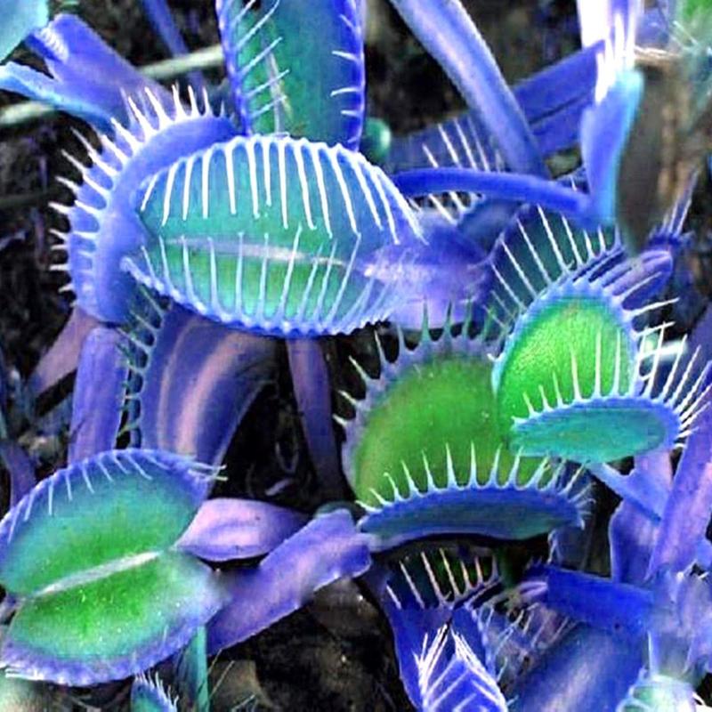 🌌 Blue Clip Venus Flytrap – The Legendary Electric-Blue Carnivorous Plant