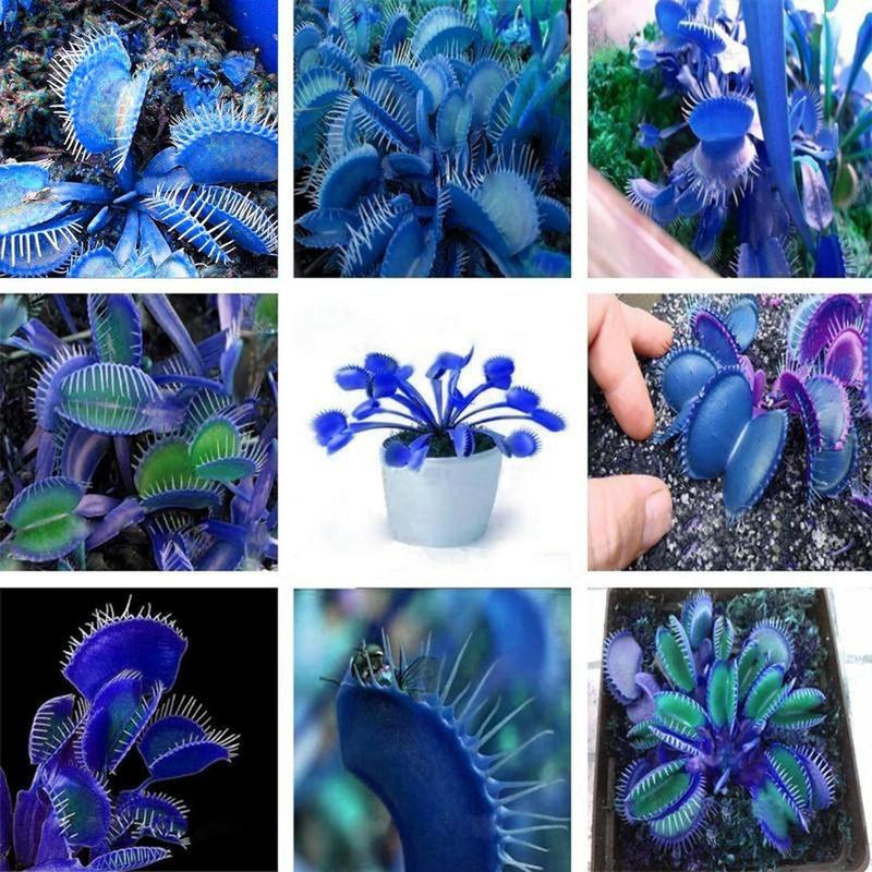 🌌 Blue Clip Venus Flytrap – The Legendary Electric-Blue Carnivorous Plant