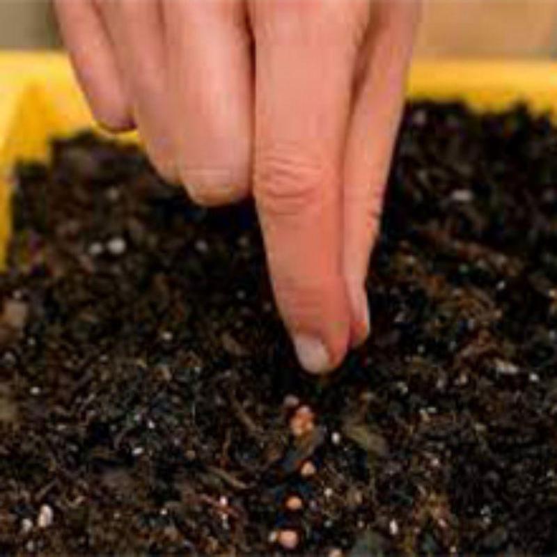 🌌 Blue Clip Venus Flytrap – The Legendary Electric-Blue Carnivorous Plant