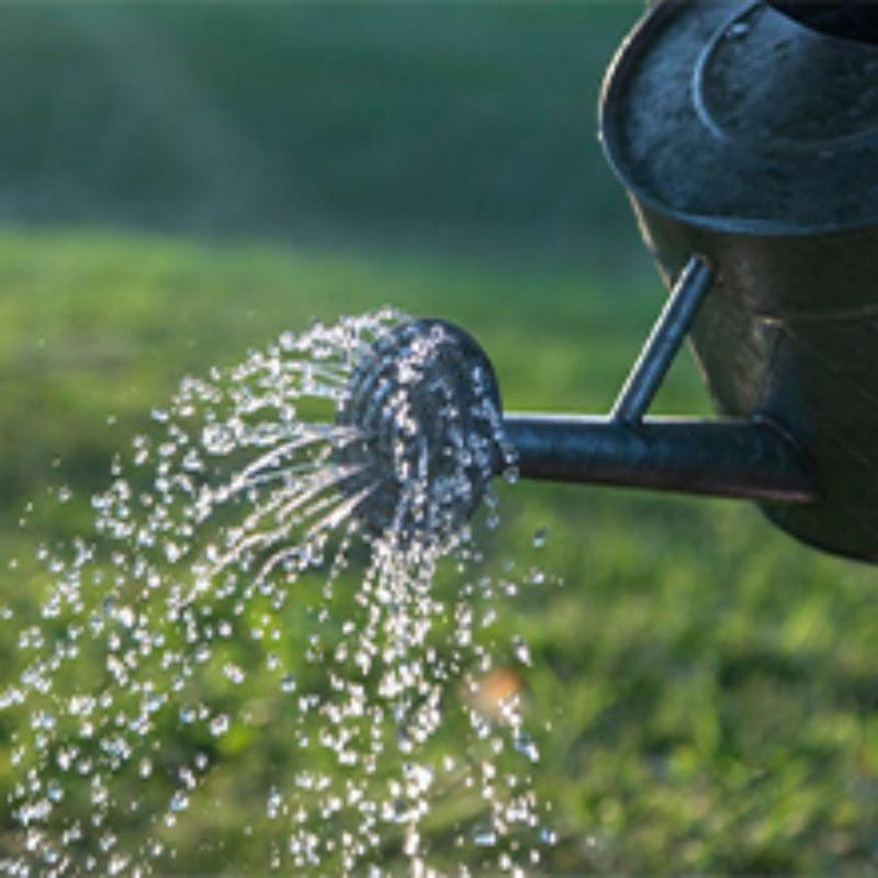 🌌 Blue Clip Venus Flytrap – The Legendary Electric-Blue Carnivorous Plant