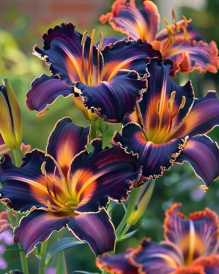 🌸Rainbow  Rare Color Lily Bulbs– Blooms of Elegance and Grace 🌸