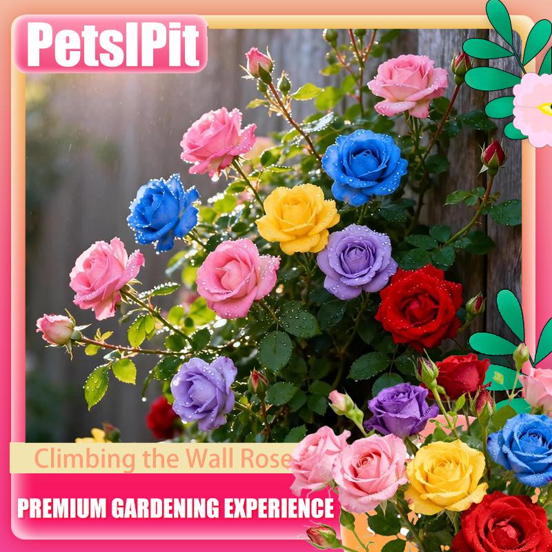 🌹 Mixed Color Climbing Rose Seeds - Create a Spectacular Vertical Garden 🌟