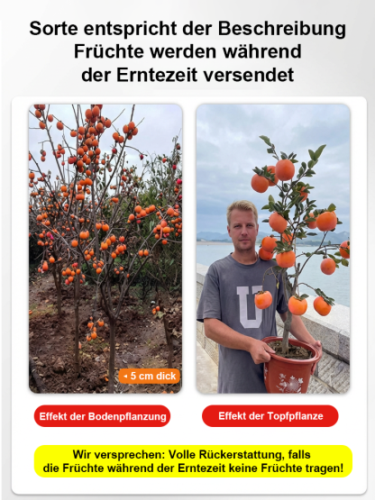 🌳Jetzt pflanzen, im Oktober ernten | Japanische Zwerg-Kaki: Anfängerfreundlich, nur gießen, 100% Anwachsgarantie & Ernte im ersten Jahr, winterhart von -35°C bis 42°C ✨