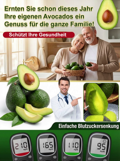 【💯 Ernte im 1. Jahr! 💯】Hass-Avocado „Premium 3“ 🥑 90 Tage Anwachsgarantie & 50% Rabatt. Cremiger als Eiscreme!